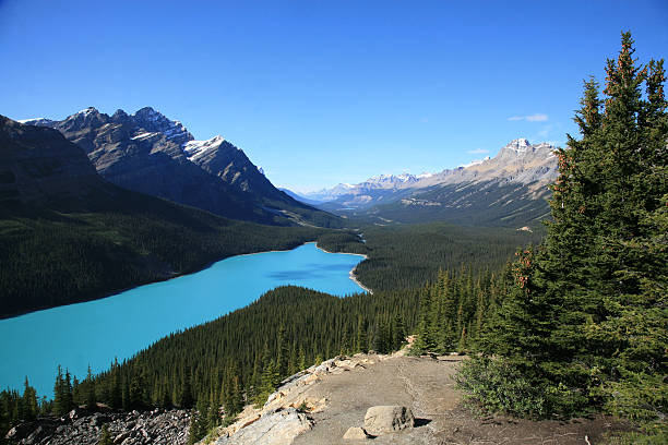 istock Peyto Lake and Caldron Peak, Alberta panoramic view. 484538319