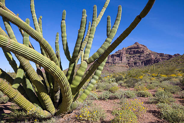 extensa cactus - organ pipe cactus fotografías e imágenes de stock