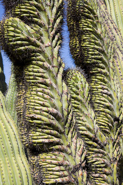 cristate - organ pipe cactus fotografías e imágenes de stock