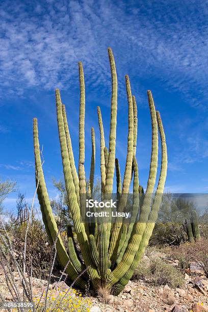 Curva A Canne Dorgano - Fotografie stock e altre immagini di Ambientazione esterna - Ambientazione esterna, Arizona, Cactus