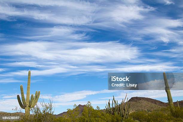 Photo libre de droit de Paysage En Tuyaux Dorgue banque d'images et plus d'images libres de droit de Arizona - Arizona, Cactus, Cactus en tuyaux d'orgue