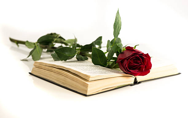 istock red rose lies on the open book 484538665