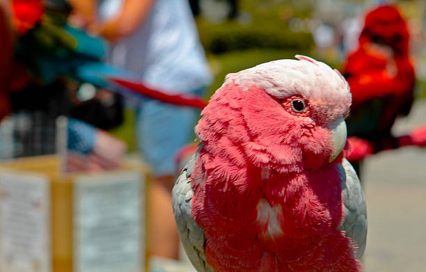 The Love Bird stock photo