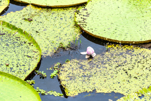 Victoria Regia is the largest water lily in the world