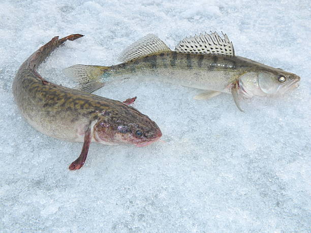 istock Burbot and zander catch on the river Ob 484539041