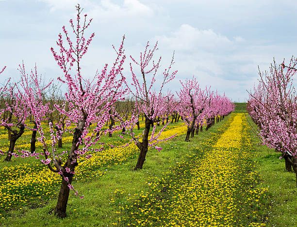istock Peach orchard blooming with dandelion field in background 484539763