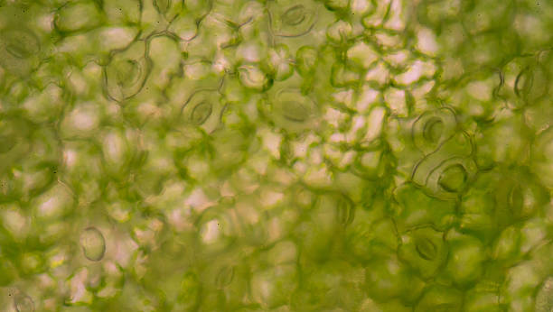 istock microscopic view of the leaf surface showing plant cells. 484540312