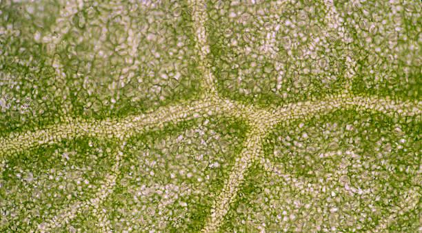 istock microscopic view of the leaf surface showing plant cells. 484540500