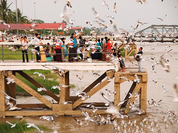 Yangon, Myanmar - February 24, 2011 : Burmese people feeding the hungry seagulls on the pier of Yangon at sunset