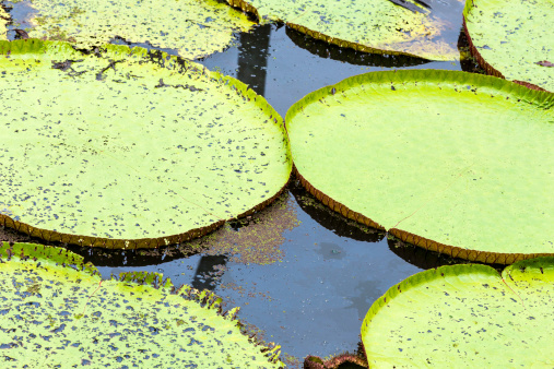 A lotus leaf floats peacefully in a pond without any fish.