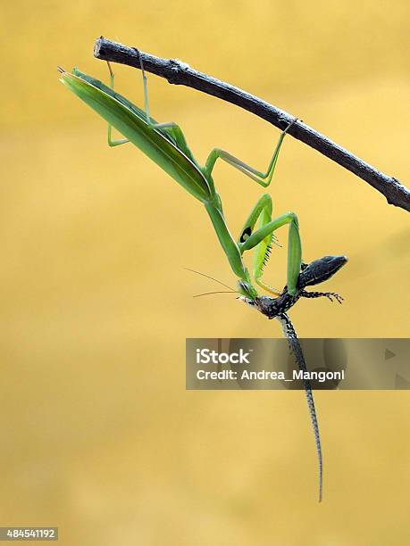 Praying Mantis Eating A Wall Lizard Stock Photo - Download Image Now - 2015, Animal Scale, Animal Wildlife