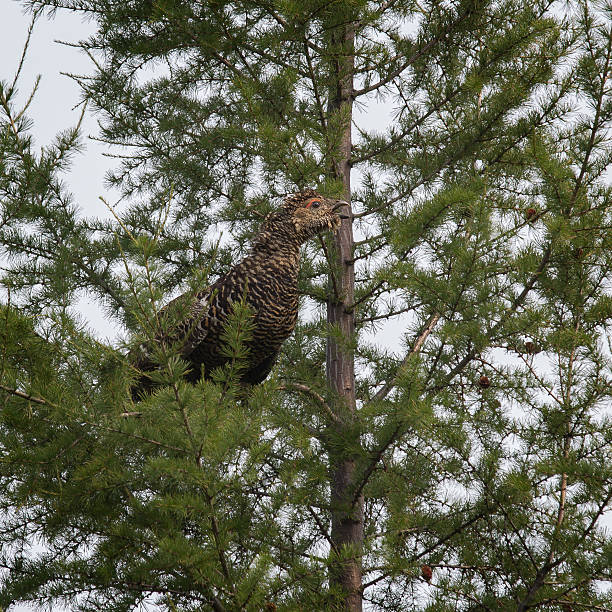 hembra de capercaillie - urogallo fotografías e imágenes de stock