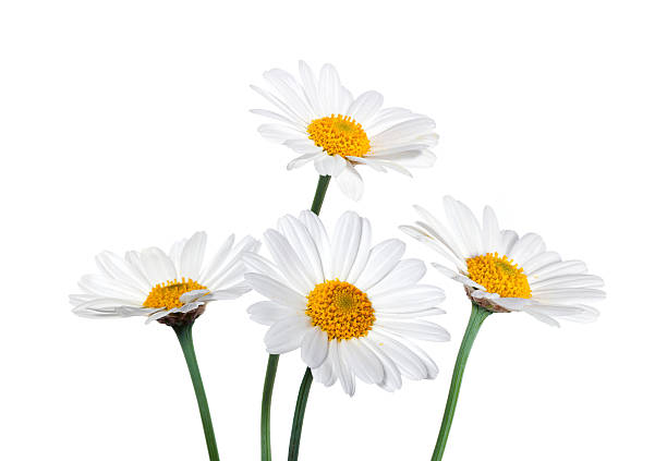 gänseblümchen auf weißem hintergrund - herb chamomile flower arrangement flower stock-fotos und bilder