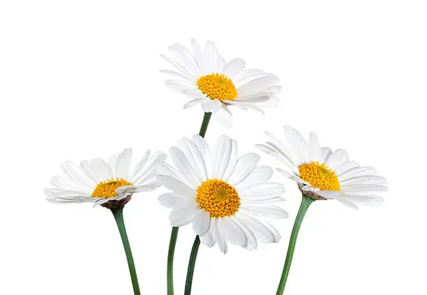 Daisy flowers isolated on white background 