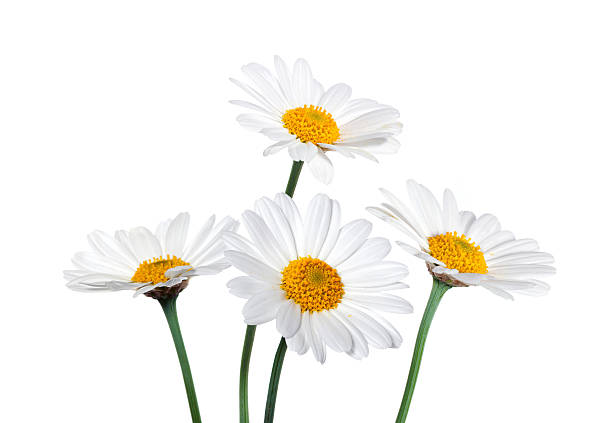 as margaridas em fundo branco - herb chamomile flower arrangement flower imagens e fotografias de stock