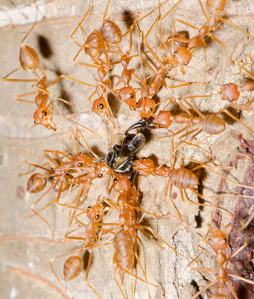 istock Red ant are fighting with black ant. 484541991