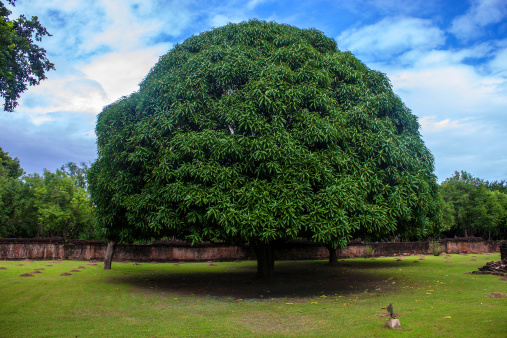 Tree in Sukhothai Historical Park, Thailand