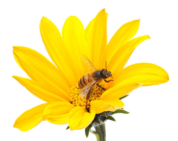istock Honeybee and yellow flower 484543145