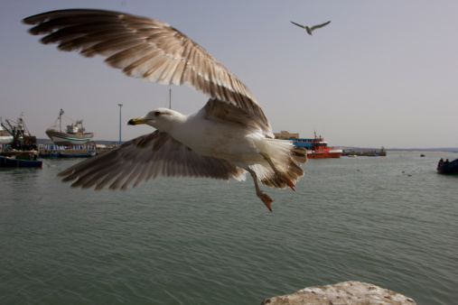 Seagull flying in the portsegulls in the sky
