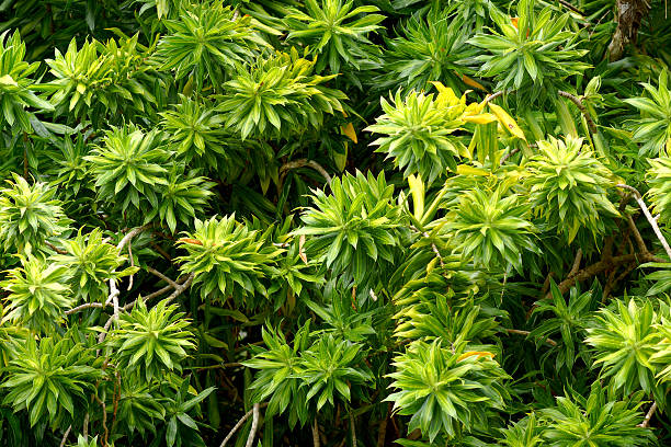 istock Song of Jamaica 484543389