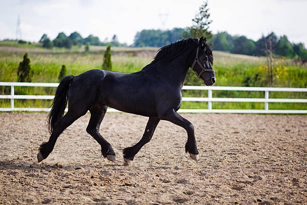 istock Running frisian horse 484544700