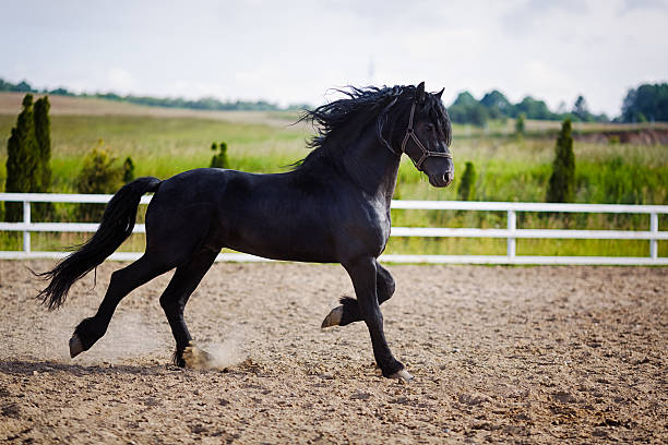 istock Running frisian horse 484544702