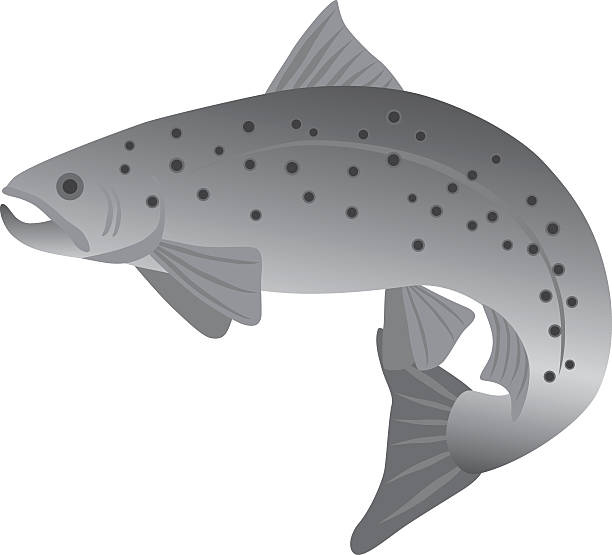 ilustraciones, imágenes clip art, dibujos animados e iconos de stock de brook trucha escala de grises ilustración vectorial - speckled trout illustrations