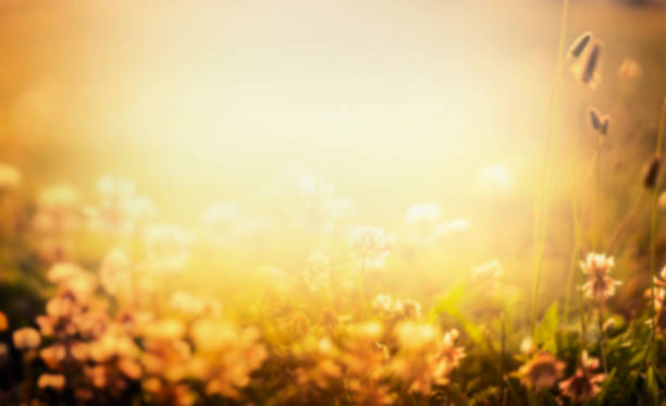 istock Blurred nature background with flowers and sunset light 484546542