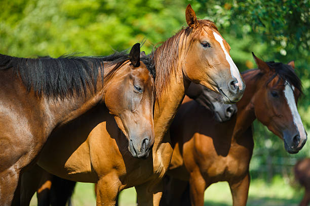 istock Herd of horse on the meadow 484546732