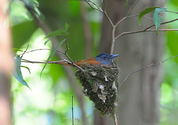 istock Mother of Bird (Asian Paradise-Flycatcher) protecting its chicks 484546908