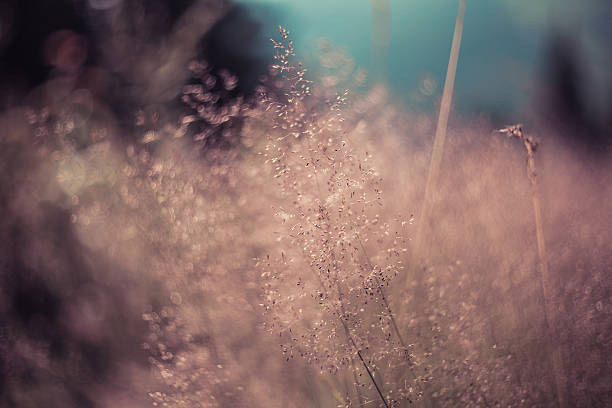istock wild plants in the Carpathians 484546990
