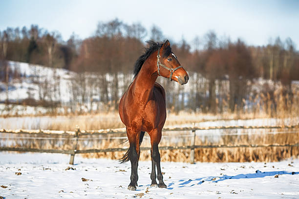 horse in a field