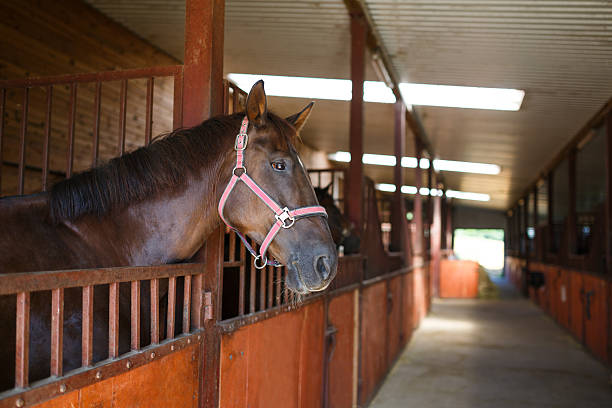 istock Horse in the stable 484547684