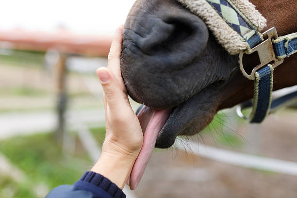 istock Muzzle of horse and human hand 484547788