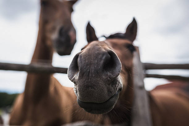 istock Head of the horse 484547814