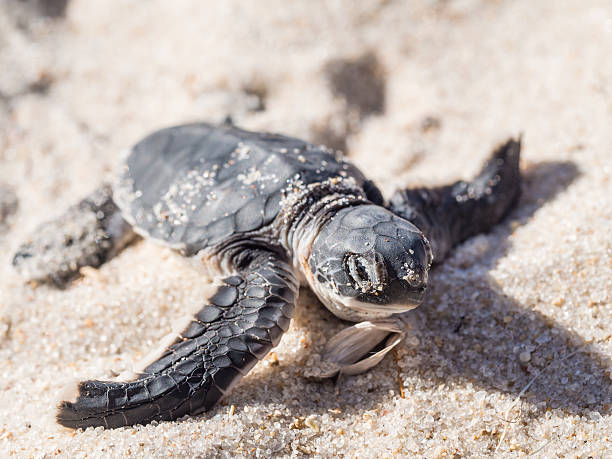 zielony turtle - eco turism zdjęcia i obrazy z banku zdjęć