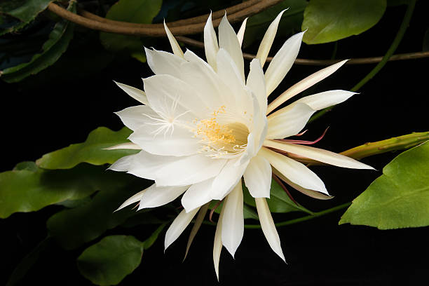 Perfect epiphyllium oxypetalum blossom This is a perfect specimen of a tropical cactus blossom, specifically a epiphyllium oxypetalum. This particular species opens in the early evening and is full open in one to two hours and stays full out until morning when it dies as fast as it opens. night blooming cereus stock pictures, royalty-free photos & images