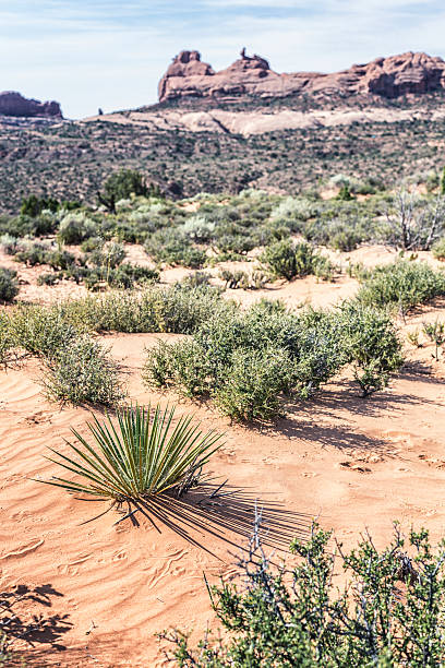 istock Scenic Desert View - Yucca Plant Arches National Park Utah 484551864
