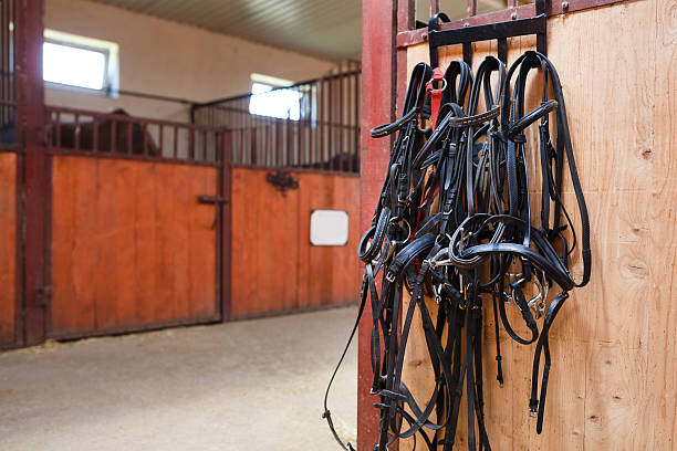 istock Horse bridles hanging in stable 484551898