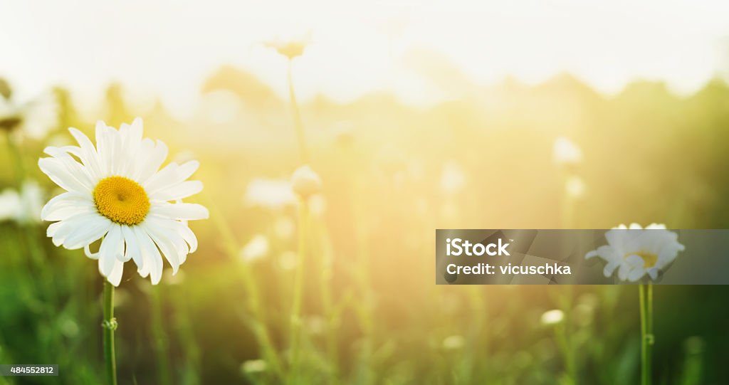 Fondo natural de verano con daises y la luz del sol, banner de web - Foto de stock de Verano libre de derechos