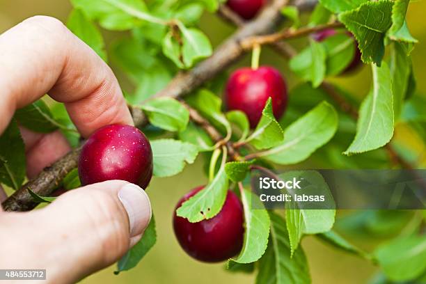 Human Hand Picking Red Cherry Plum Stock Photo - Download Image Now - 2015, Agriculture, Bush