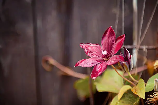 clematis flower on a wooden background