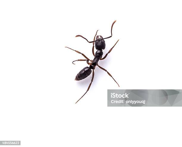 Ant On White Background Stock Photo - Download Image Now - Ant, Black Ant, White Background