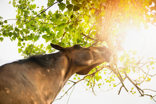 horse reaches to crown of tree