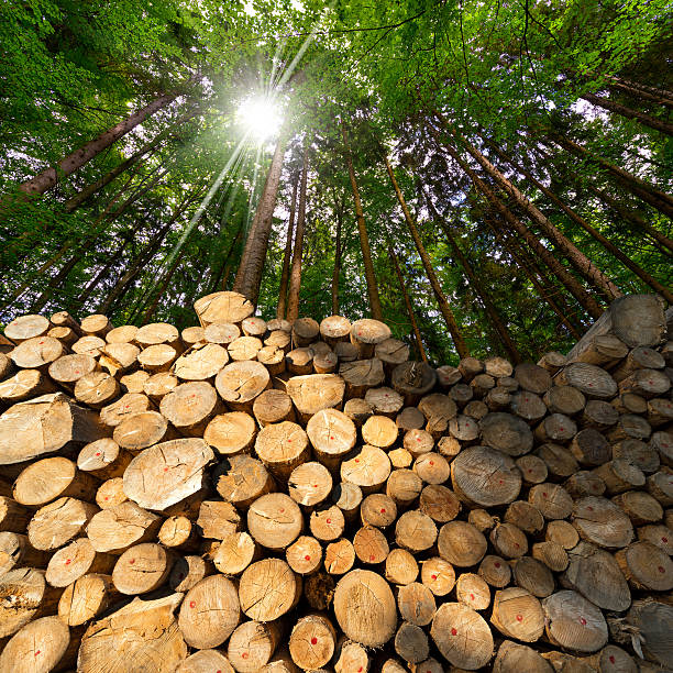 istock Wooden Logs with Forest on Background 484557372