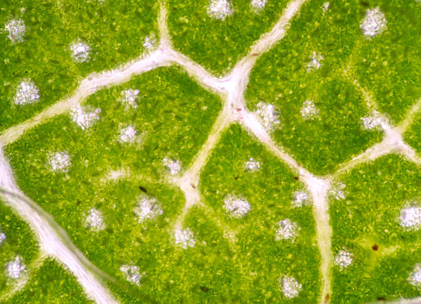 istock microscopic view of the leaf surface showing plant cells. 484558254