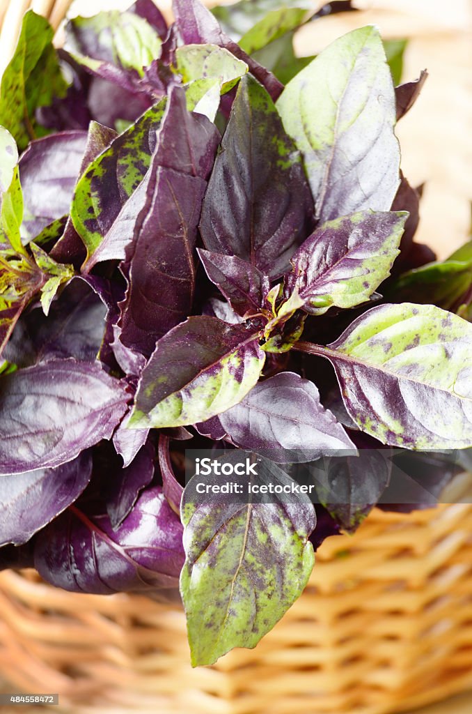 Fresh basil Fresh organic basil leaves in the basket 2015 Stock Photo