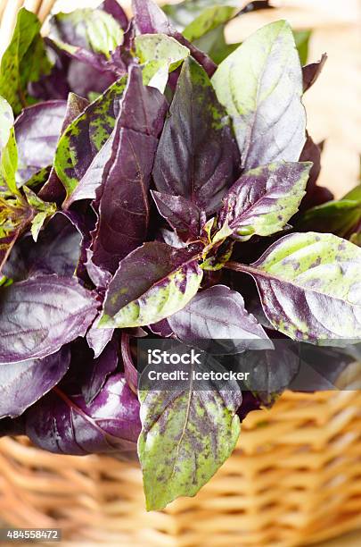 Fresh Basil Stock Photo - Download Image Now - 2015, Backgrounds, Basil