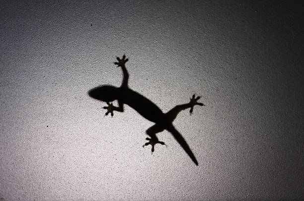 istock Shadow of lizard on rough glass 484559828