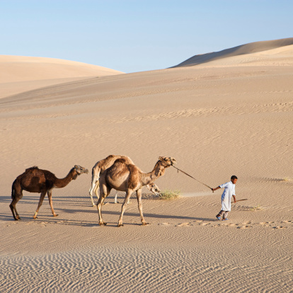 Bedouin with camels on the western part of The Sahara Desert in Egypt. The Sahara Desert is the world's largest hot desert.http://bem.2be.pl/IS/egypt_380.jpg